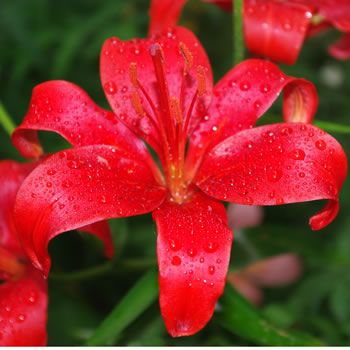 Lilium Gran Paradiso